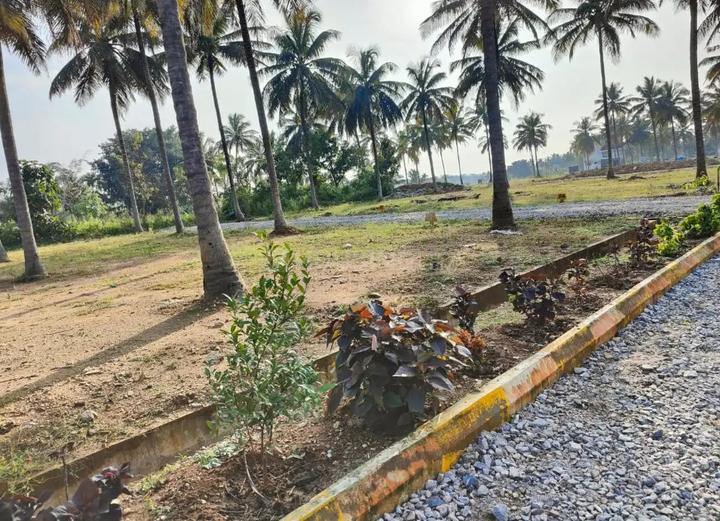 Gallery Cover Pic of Universal Magnolia Rain Tree