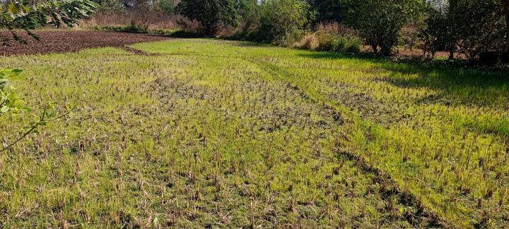 Gallery Cover Pic of Plot Wale Belondekhar