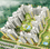 Gallery Cover Pic of Nirala Estate Phase IV