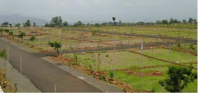 Rodwal Achira Palm