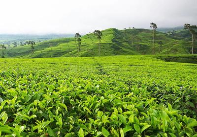 Gallery Cover Pic of Sowrem Kotagiri Tea Estate