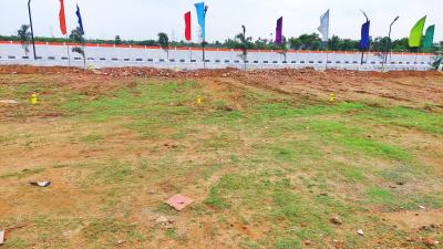 NRI Sunflower Garden