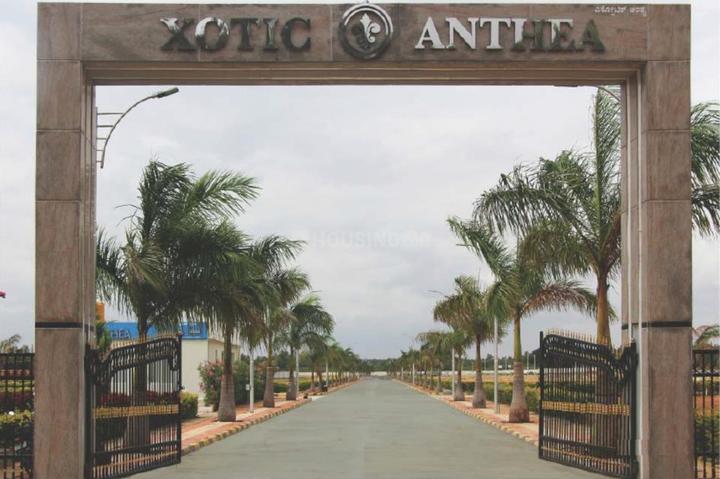 Confident Group Xotic Anthea Main Image 1