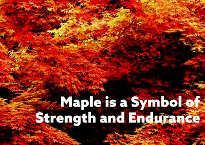 Durga Maple Brochure 3