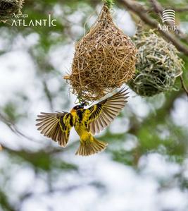Agraja Atlantic Brochure 14