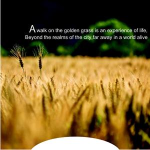Golden Grass Brochure 2