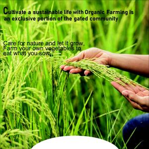 Golden Grass Brochure 5