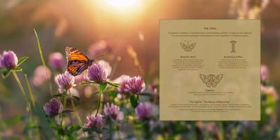 Gaurs Chrysalis Brochure 51