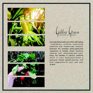 Golden Grass Brochure 11