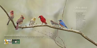 Mega The Perch Brochure 8