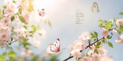 Gaurs Chrysalis Brochure 4