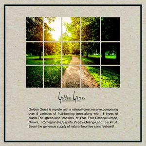 Golden Grass Brochure 9