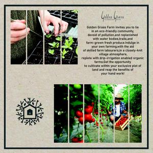 Golden Grass Brochure 7