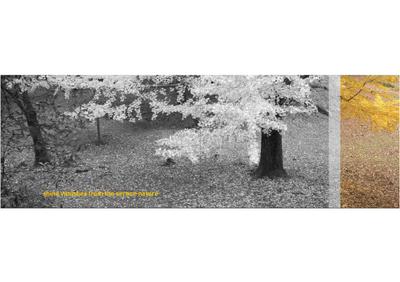 DMD Spring Valley Brochure 4