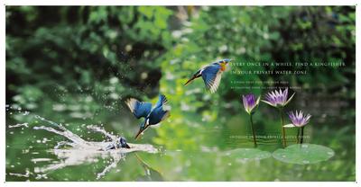 Canary Farms Brochure 15