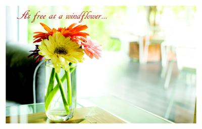 Scion Windflower Brochure 2